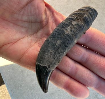 Topvondst van het Zeeuwse Banjaardstrand: een oeroude orka-tand