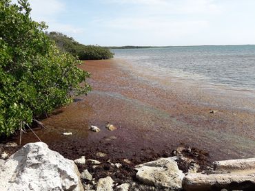 Sargassum bij Lac, Bonaire