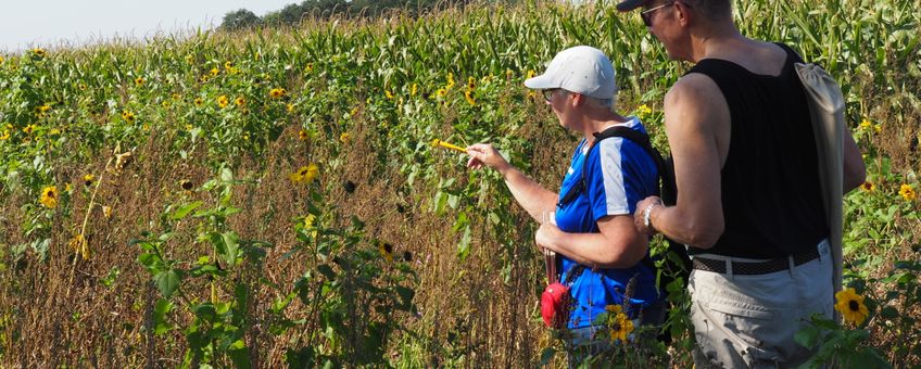 De vlindertellers van NMO liepen elke week een vaste route over de landerijen van enkele LandvanWaarde-boeren.