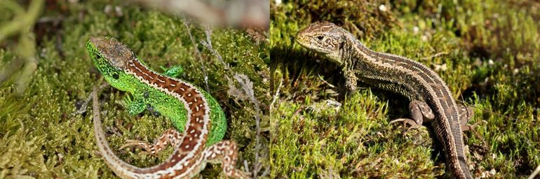 Zandhagedismannetjes: linker foto genomen in mei; rechter foto genomen in maart net na de winterslaap