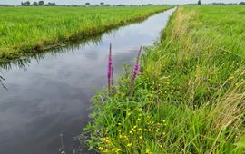 Prachtlint Pilot Prachtsloten Alblasserwaard Vijfheerenlanden