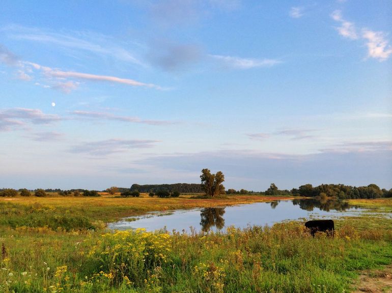 Gallowayrunderen grazen in een lage dichtheid in de Millingerwaard en scheppen hier, samen met een kudde konikpaarden, een gevariëerd halfopen landschap