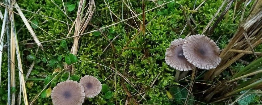 Roetkleurige schijntrechterzwam  CCBYNCND Waarneming.nl