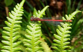 Vuurjuffer, zonnend op varen