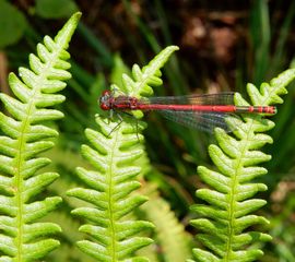 Vuurjuffer, zonnend op varen