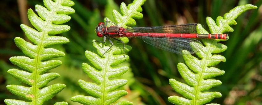 Vuurjuffer, zonnend op varen