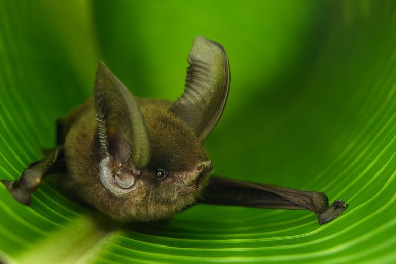 Madagascar Sucker-footed bat
