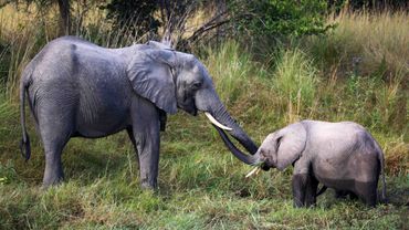 Batoka (links) reikt zijn slurf uit naar zijn pleegbroer Tafika, nadat hij is teruggekeerd naar de IFAW-GRI Elephant Orphanage Project Release Facility in Kafue National Park, Zambia, na 14 maanden in het wild te hebben geleefd