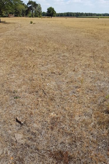 Droog schraalland tijdens extreme droogte, Maashorst