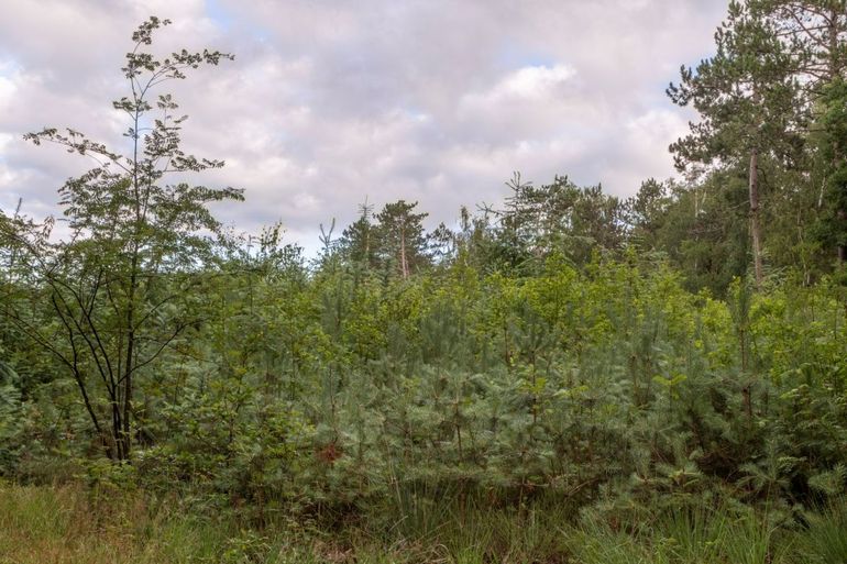 Jonge aanplant in een bos