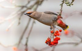 Bombycilla garrulus, Pestvogel