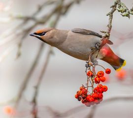 Bombycilla garrulus, Pestvogel