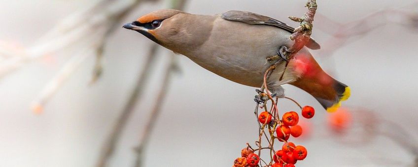 Bombycilla garrulus, Pestvogel