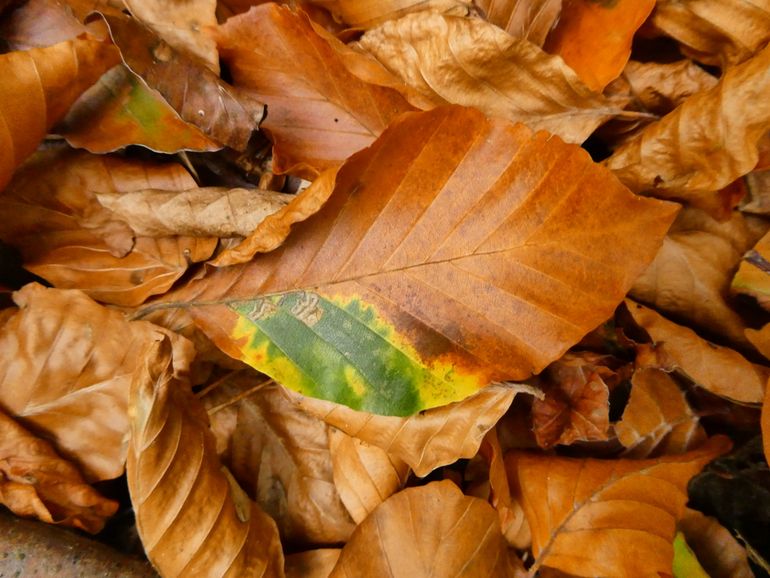 Verkleurend beukenblad met mineerder