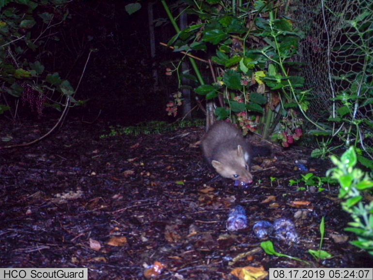 De wildcamera laat zien dat de steenmarter de pruimen eet