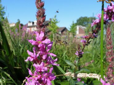 Het aangepaste groenbeheer in veel gemeentes lijkt de achteruitgang van wilde bijen tegen te gaan. Hier wordt het bezocht door een kattenstaartdikpoot