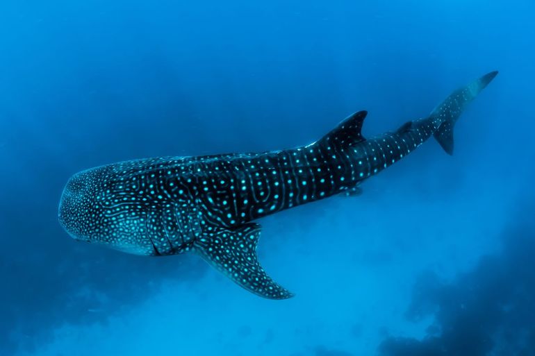 Whaleshark, one of the species which got increased protection under the SPAW Protocol
