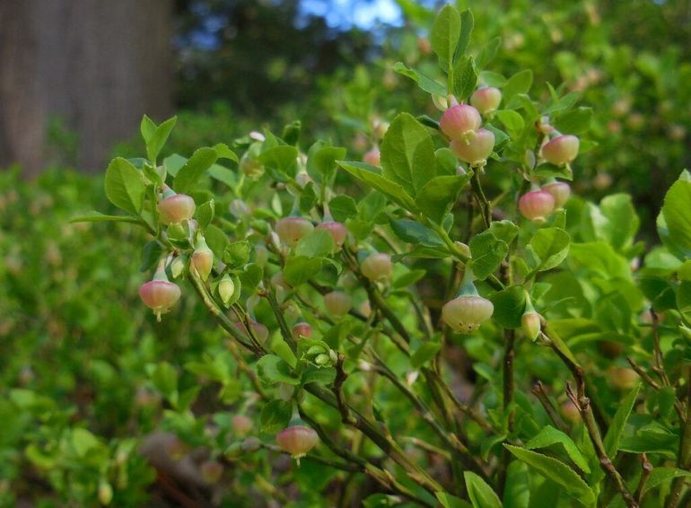 De bloemen van de blauwe bosbes zijn lichtgroen met lichtrood