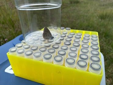 Voor het genetisch onderzoek werd DNA van volwassen vlinders gehaald uit een klein knipje uit de vleugel, waar ze geen enkele hinder van ondervinden