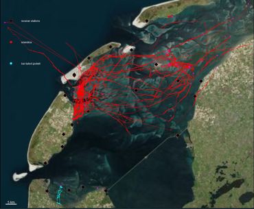 De bewegingen van de losgelaten kanoeten in de 24 uur na het loslaten