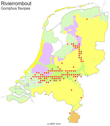 Verspreiding rivierrombout 2010-2019