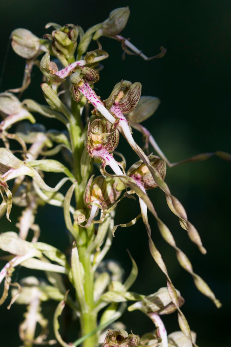 Bokkenorchis in Nationaal Park Hollandse Duinen juni 2019