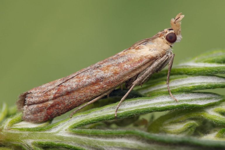De nieuwe lichtmot voor Nederland: Ancylosis cinnamomella