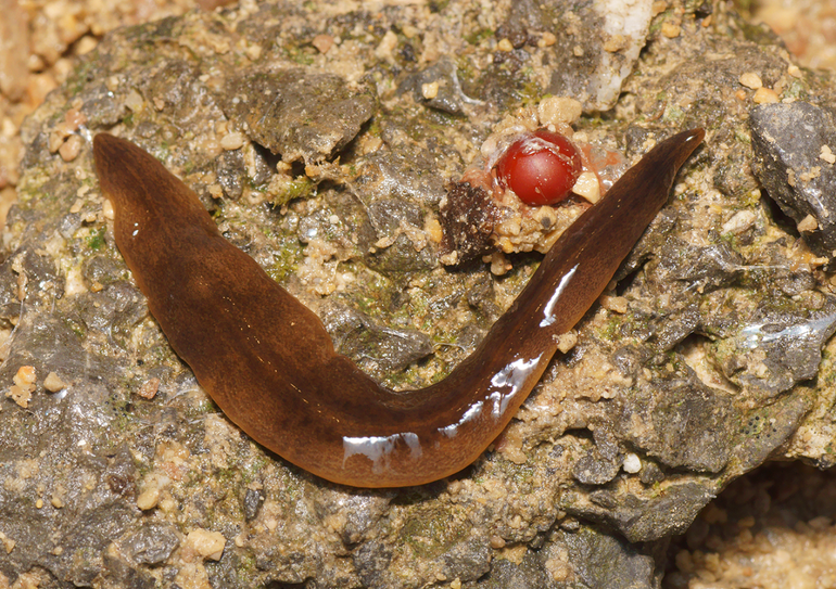 Grote gevlekte landplatworm (Obama nungara)