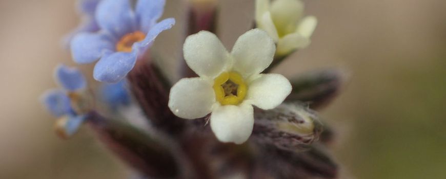 Natuur vandaag |  Van één tot twee veelkleurige vergeet-mij-nietjes