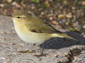 Phylloscopus collybita. Tjiftjaf