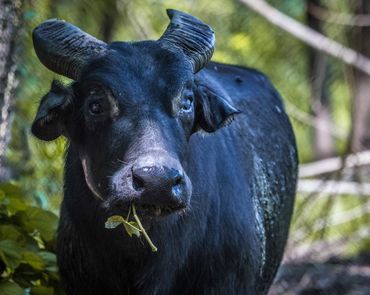 Tamaroe of dwergwaterbuffel van Mindoro (Bubalus mindorensis)