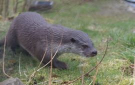 Otter VOOR EENMALIG GEBRUIK