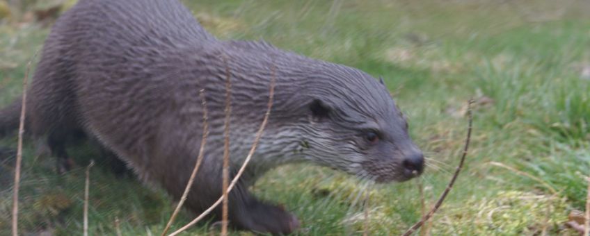 Otter VOOR EENMALIG GEBRUIK