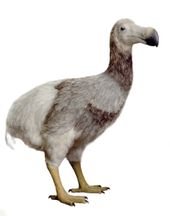 Een dodo-reconstructie van Jan Hakhof, zoals gebruikt in de analyse