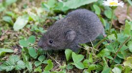 Ondergrondse woelmuis