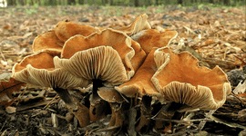 Oranjebruine korrelhoed