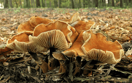 Oranjebruine korrelhoed