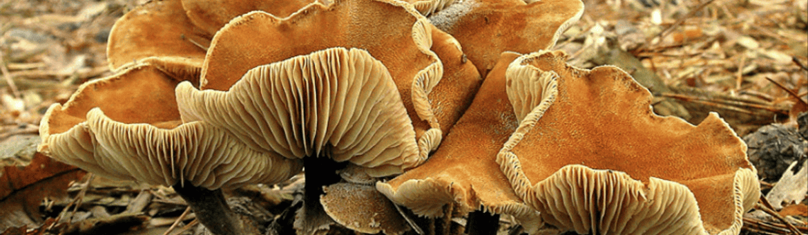 Oranjebruine korrelhoed