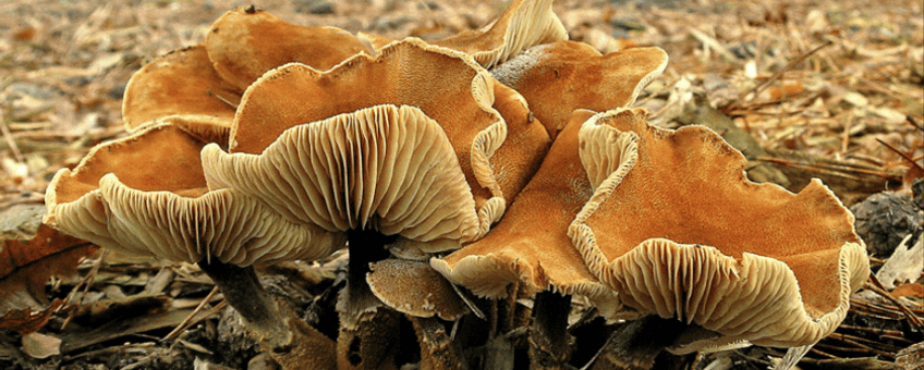 Oranjebruine korrelhoed