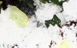 Citroenvlinders in de sneeuw - primair