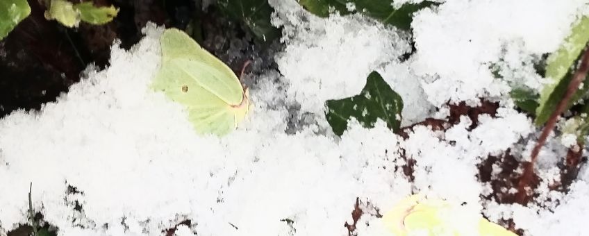 Citroenvlinders in de sneeuw - primair