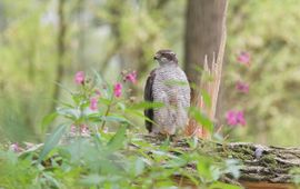 Martin Mollet, Saxifraga Accipiter gentilis, adult. Havik