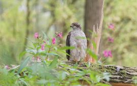 Accipiter gentilis, adult. Havik