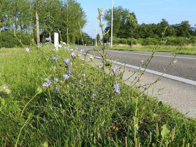 Cichorei fleurt de kant van de weg op