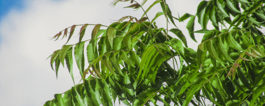 Neem Tree