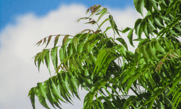 Nature Today | Getting to the root of the neem problem