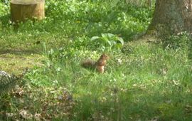 Eekhoorn in de tuin