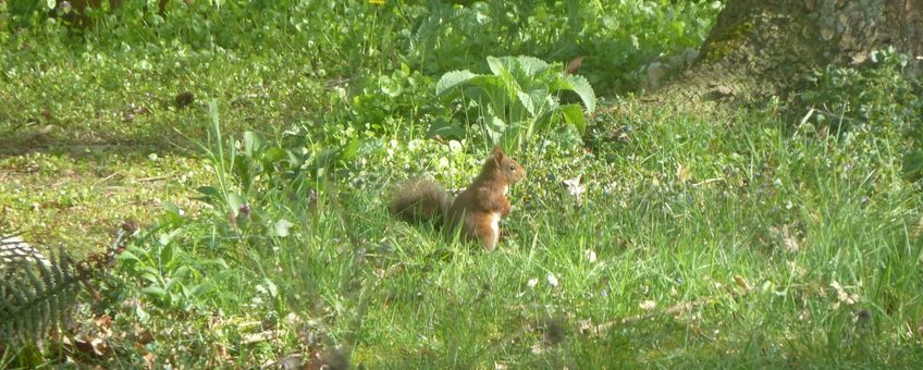 Eekhoorn in de tuin