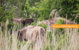 Karsten Reiniers, ARK Natuurontwikkeling Wisenten EENMALIG GEBRUIK