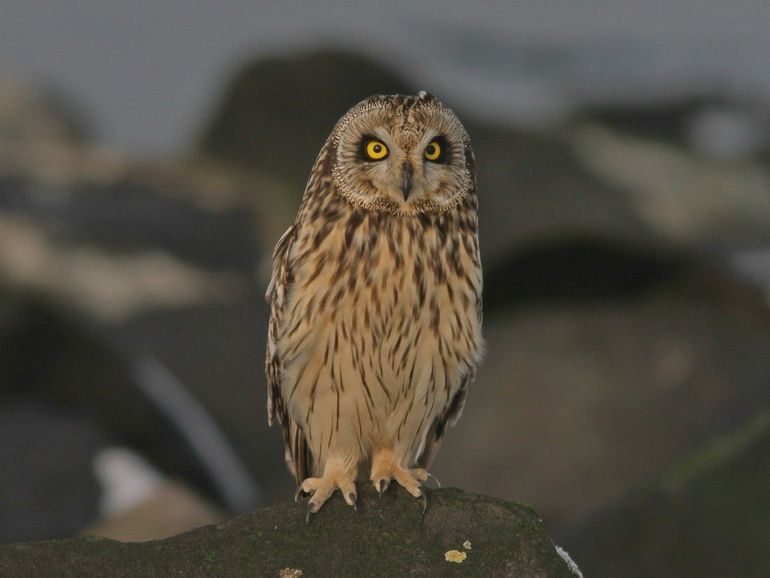 Een velduil in de kijker. Zelfs de poten zijn met veren bedekt, als pluchen moordwapens